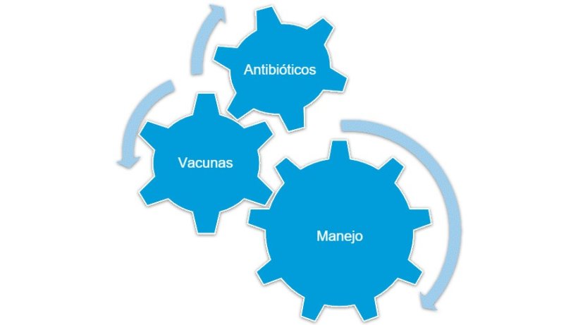 Figura 1. El control global de Mycoplasma hyopneumoniae se logra de forma efectiva cuando se combinan diversas estrategias.